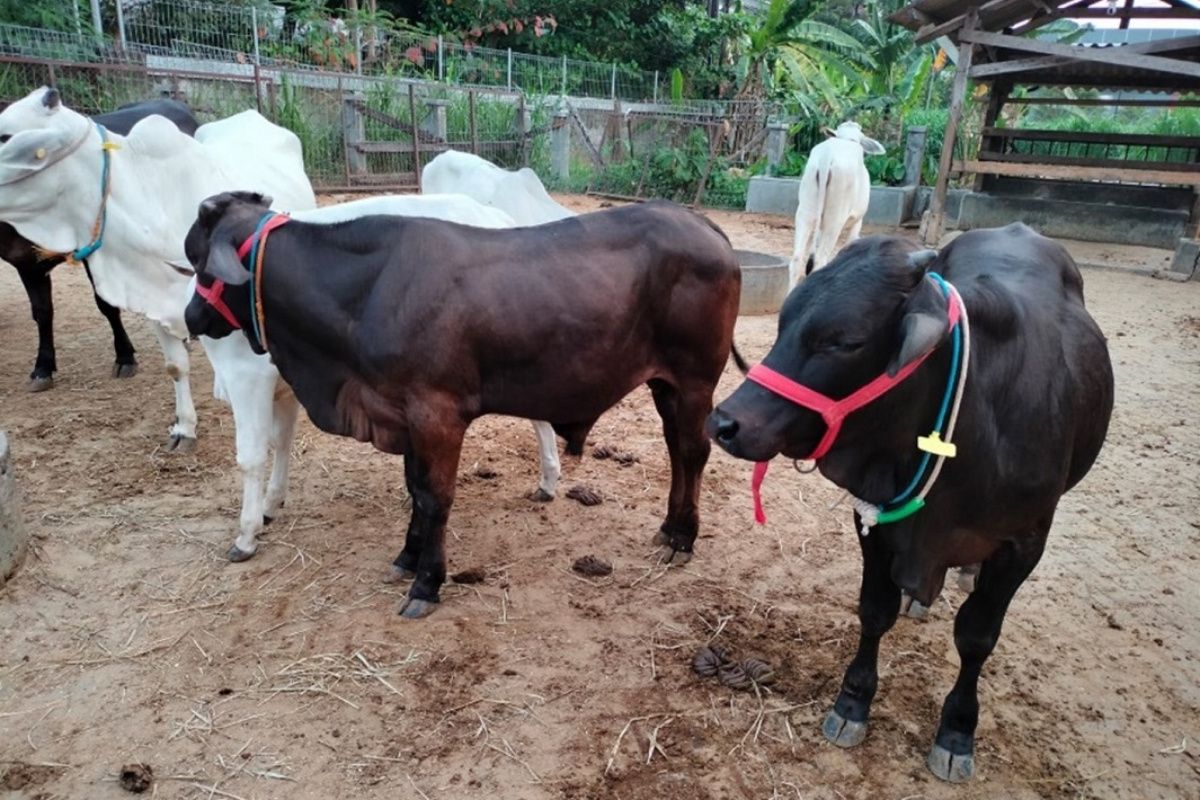 Sapi Gama UGM Capai Bobot 900 Kg, Ini Fakta Menariknya.