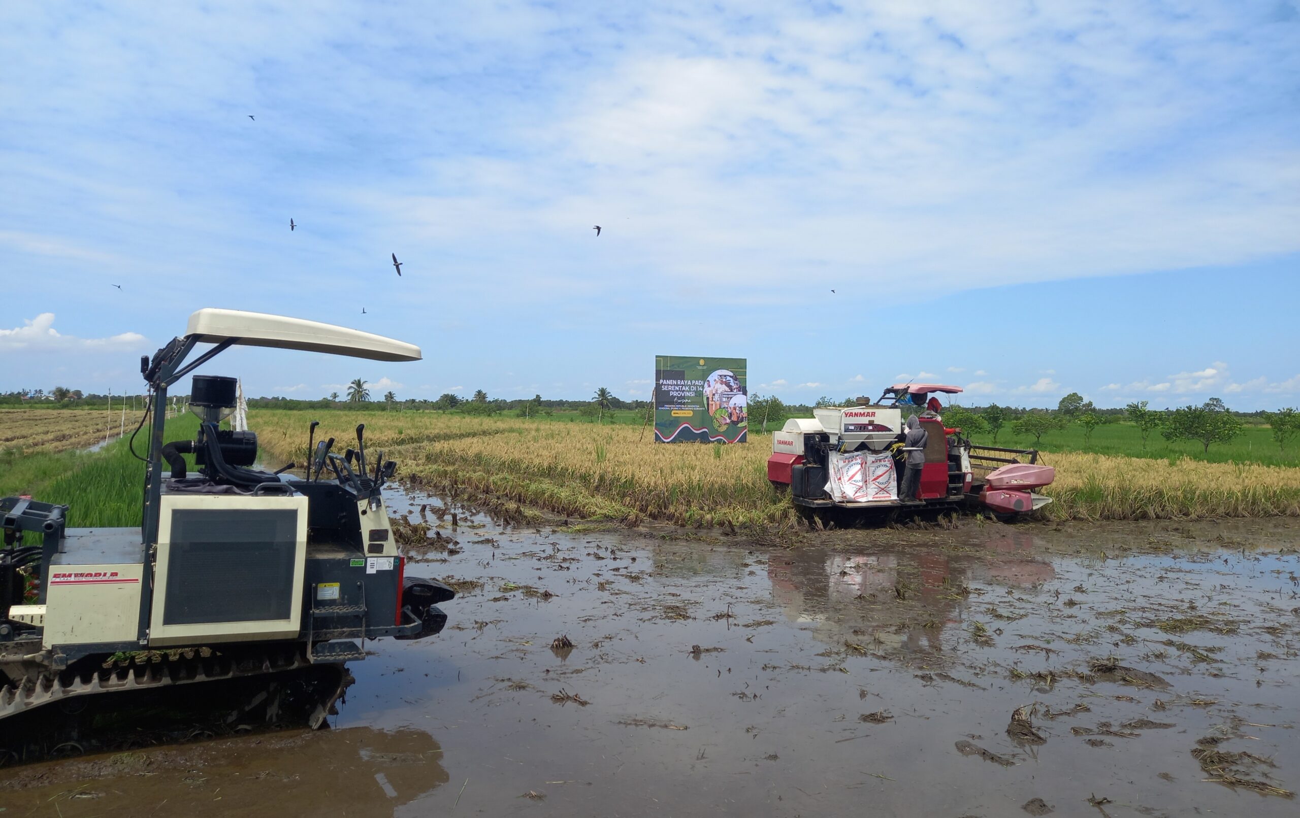 Produksi Padi Kalsel Meningkat 134 Ribu Ton Meski Cuaca Buruk